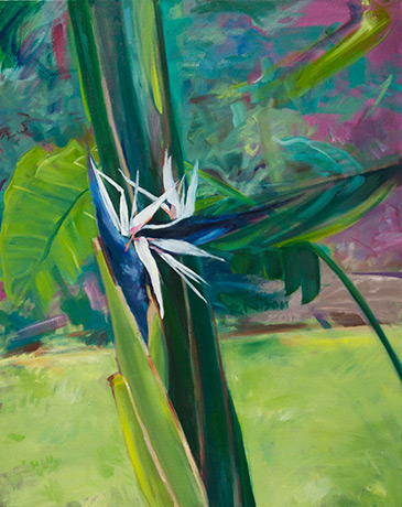 Emergence Rosedon Giant Strelitzia