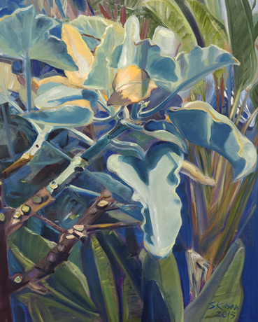 In the thick of it Rosedon Kalanchoe Tree
